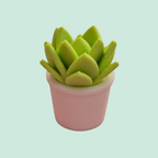 Mini vetplant - Colorfox